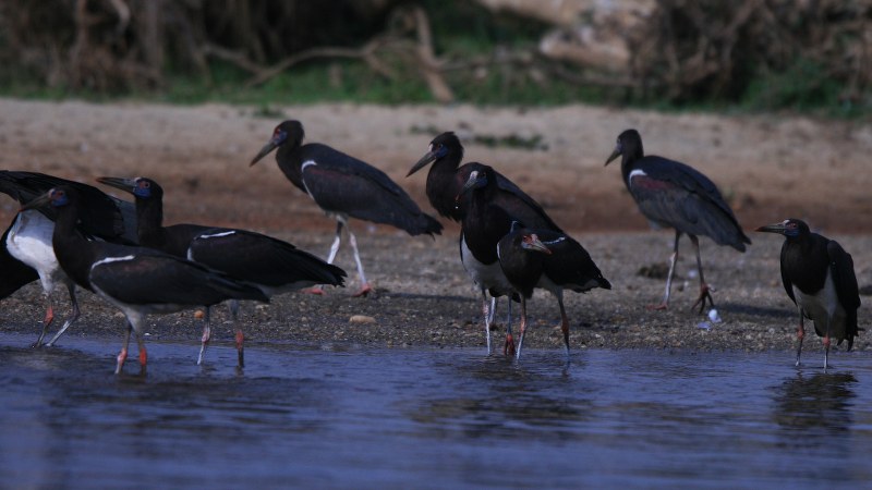 Ciconia abdimii 10