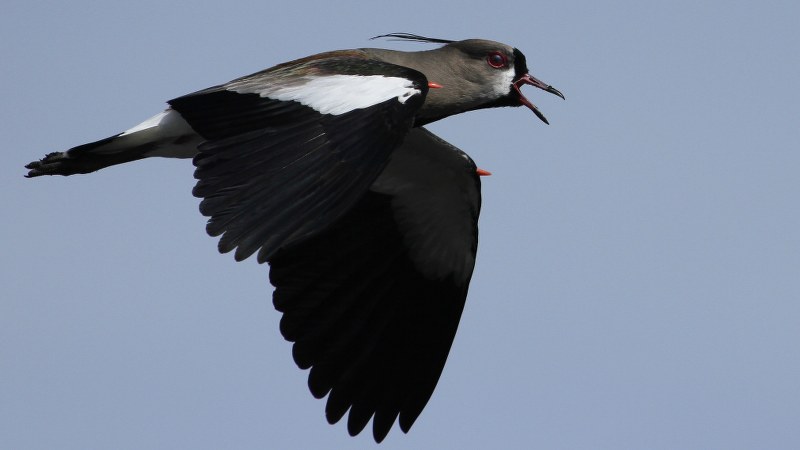 vanellus_chilensis_26