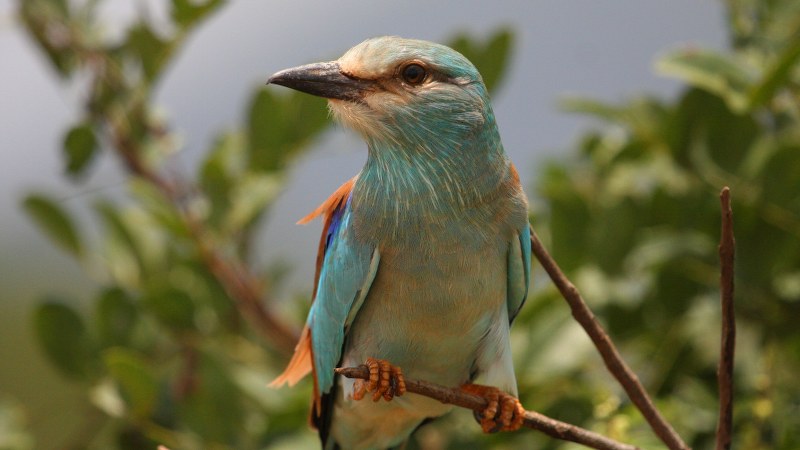 coracias_garrulus_4