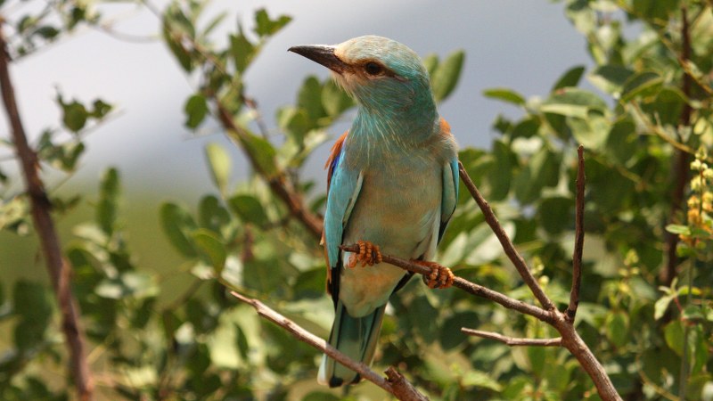 coracias_garrulus_2