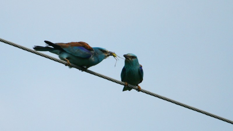 coracias_garrulus_17