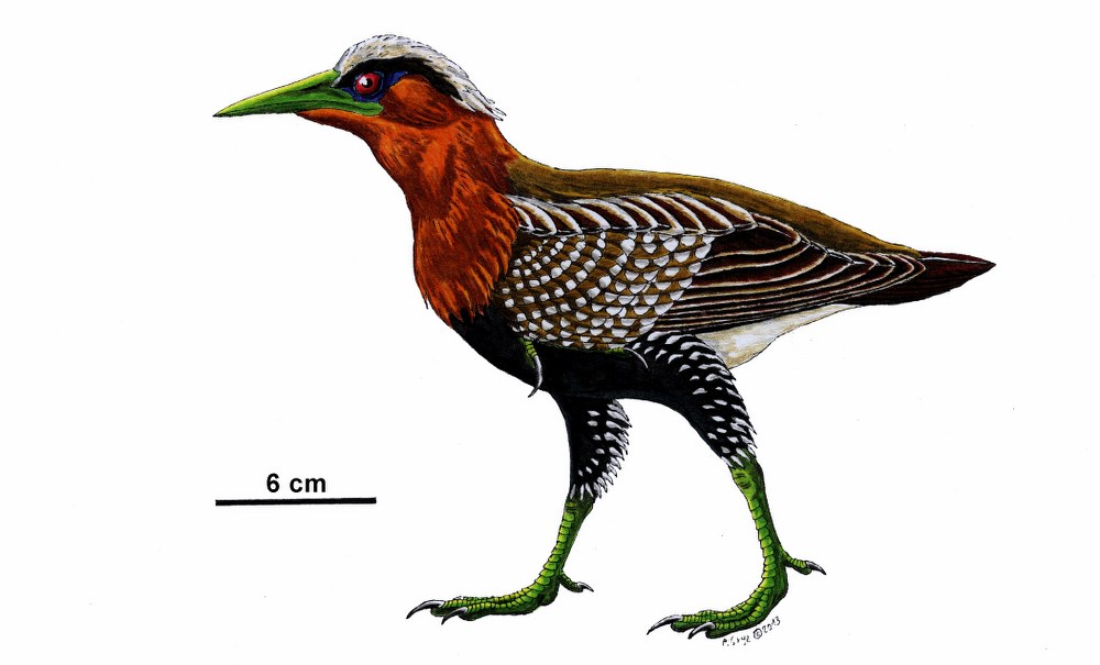 xinghaiornis_1000x605