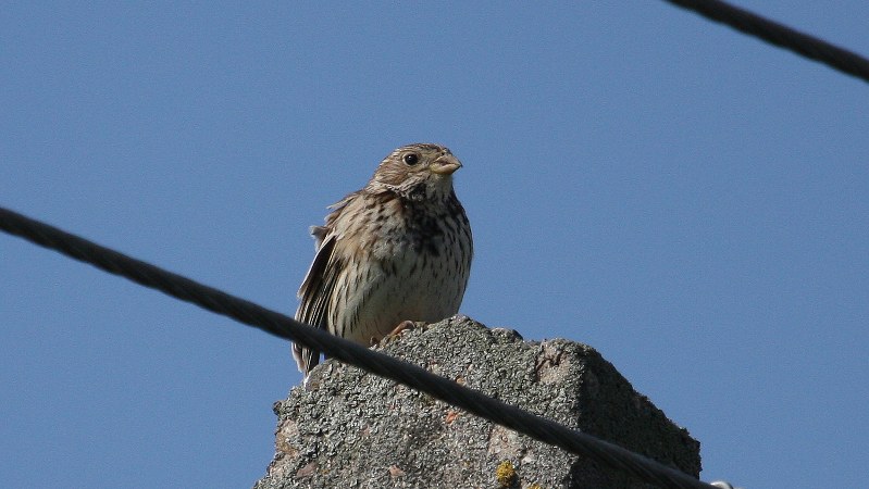 Emberiza calandra 3