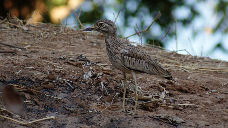 Burhinus senegalensis 8