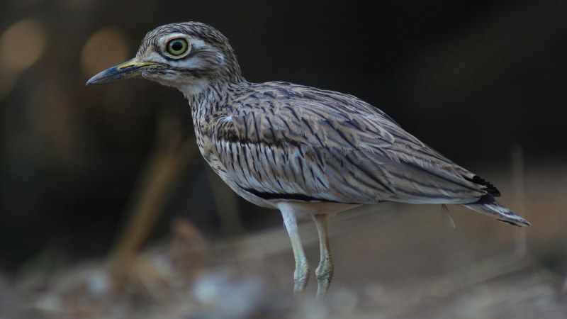 Burhinus senegalensis 12