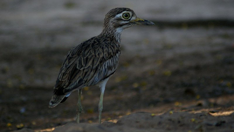 Burhinus senegalensis 13