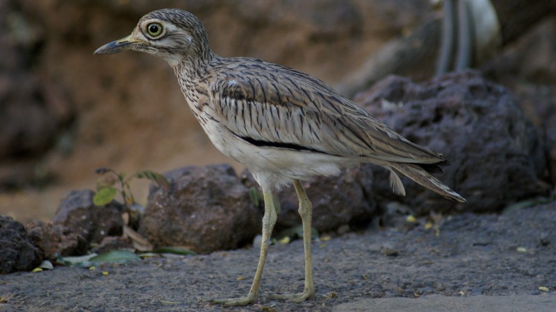 Burhinus senegalensis 14