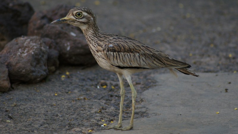 Burhinus senegalensis 16