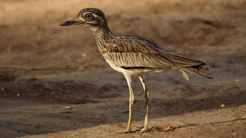 Burhinus senegalensis 17