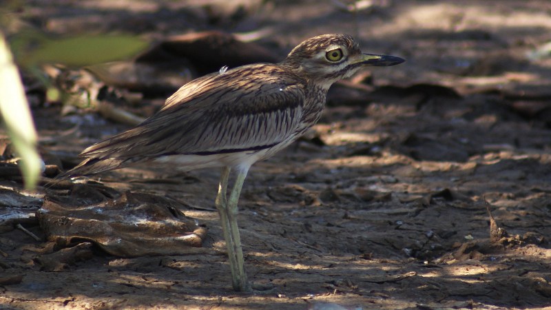 Burhinus senegalensis 1