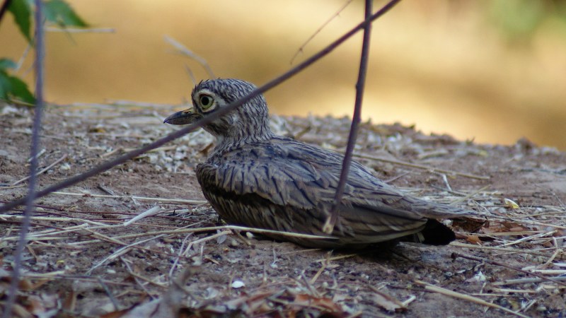 Burhinus senegalensis 20