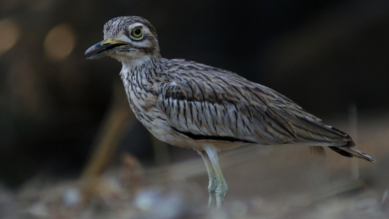 Burhinus senegalensis 19