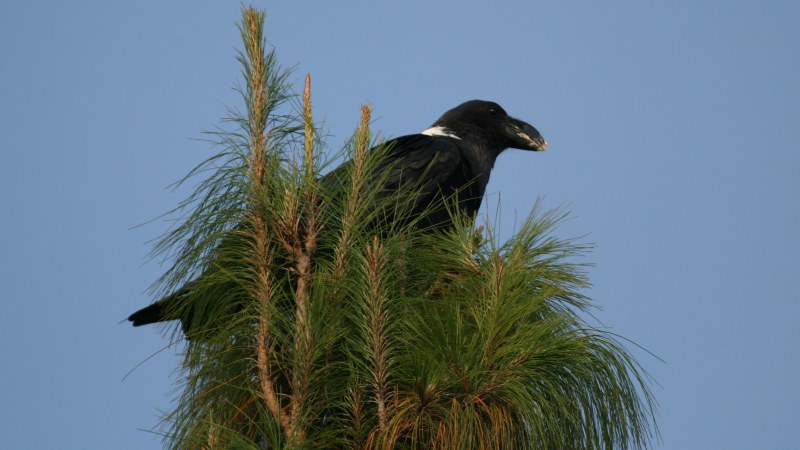 Corvus albicollis 1