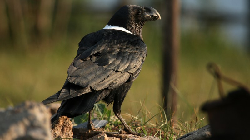 Corvus albicollis 2