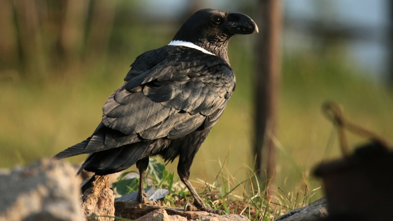 Corvus albicollis 3