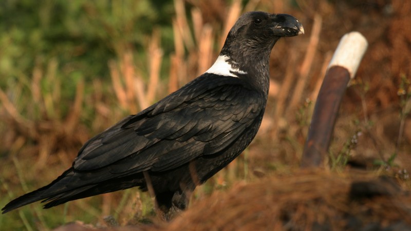 Corvus albicollis 5