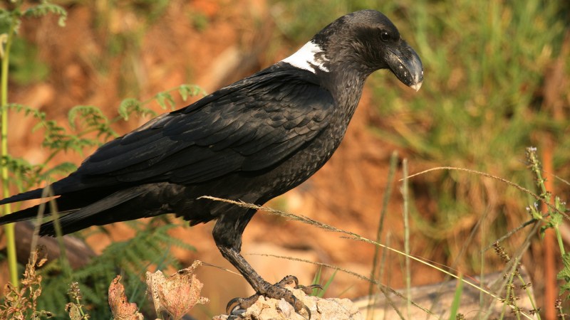 Corvus albicollis 6