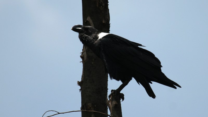 Corvus albicollis 7