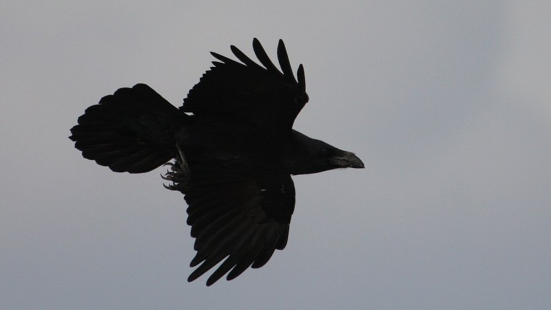 Corvus corax 8