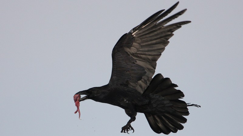 Corvus corax 2
