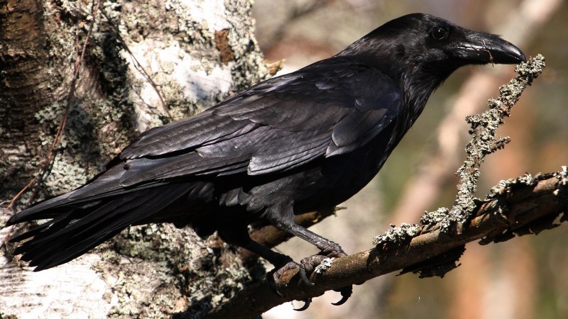 Corvus corax 14
