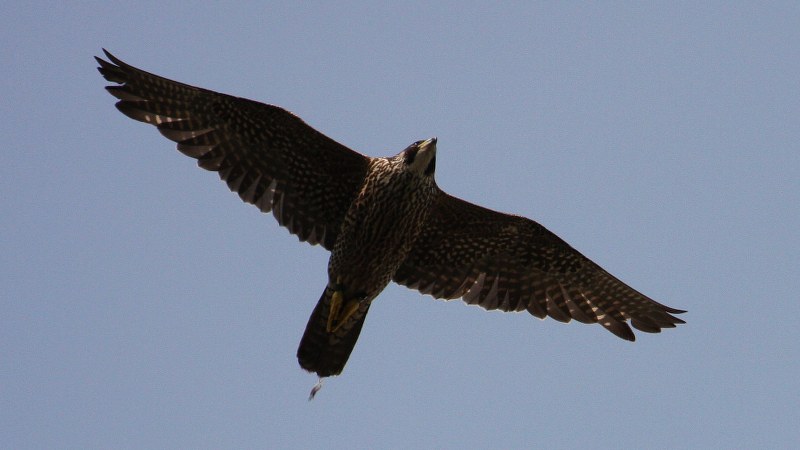 Falco peregrinus 13