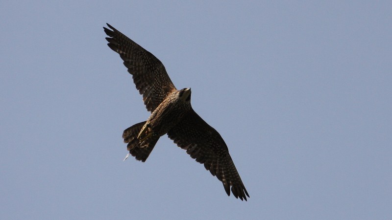 Falco peregrinus 17