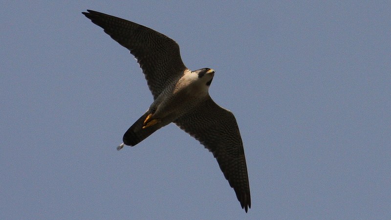 Falco peregrinus 27
