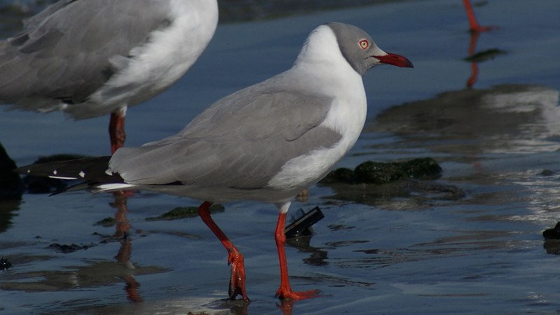 Chroicocephalus cirrhocephalus 19