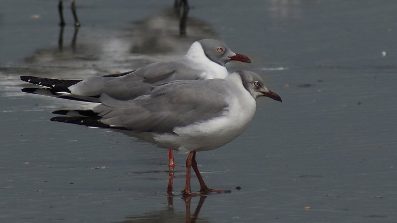 Chroicocephalus cirrhocephalus 24