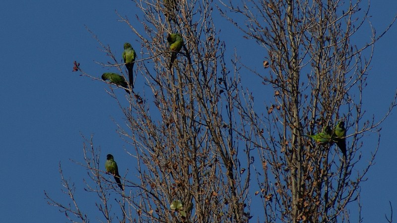 Aratinga nenday 14