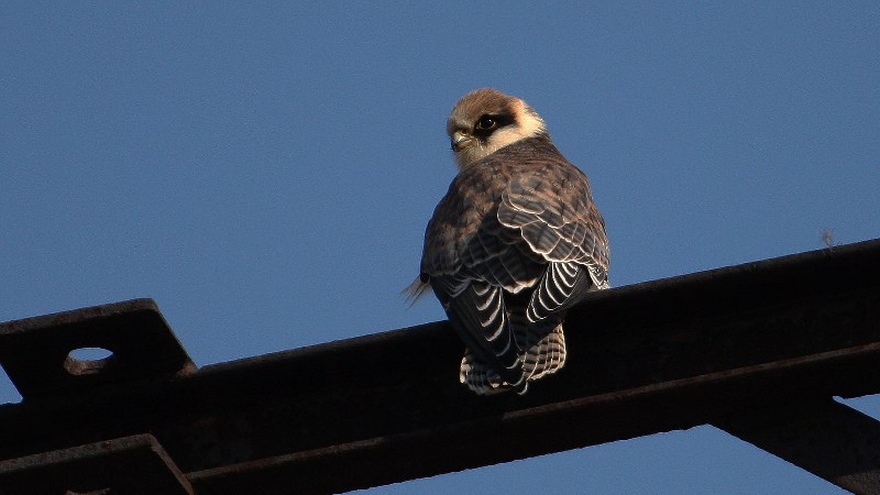 Falco vespertinus 5
