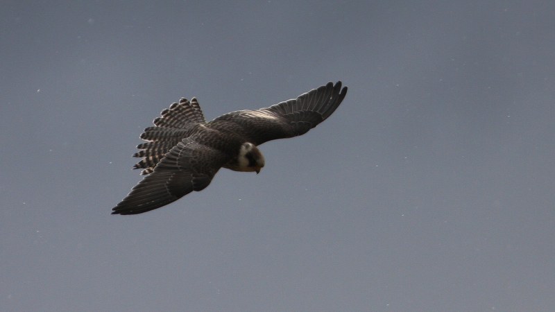 Falco vespertinus 8
