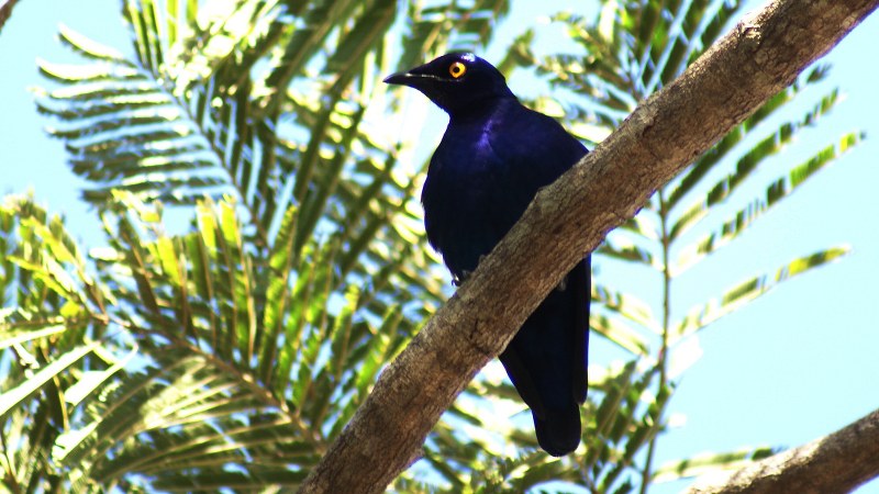 Lamprotornis purpureus 14