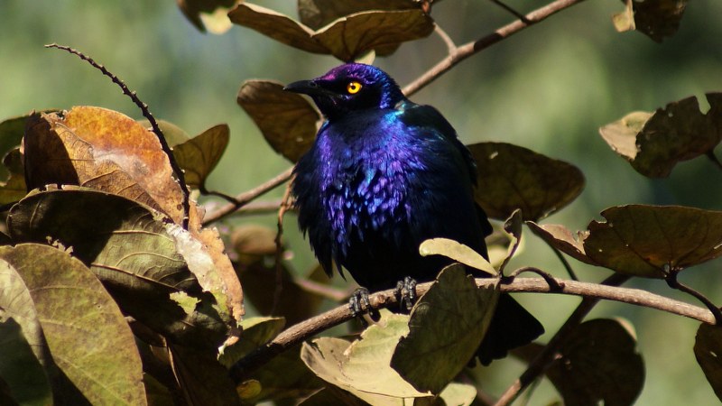 Lamprotornis purpureus 2