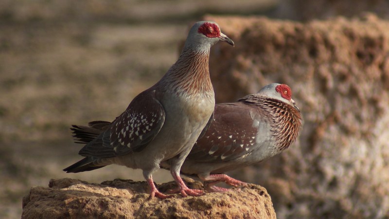 Columba guinea 2