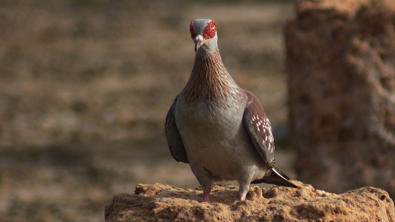 Columba guinea 5