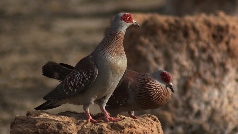 Columba guinea 6