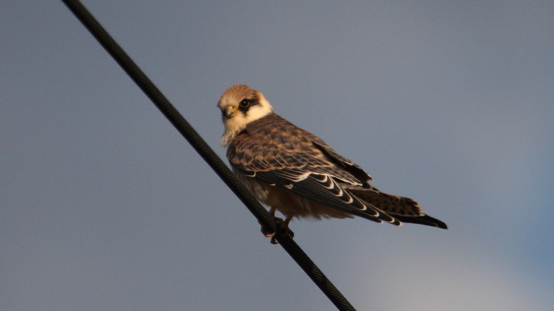 Falco vespertinus 41