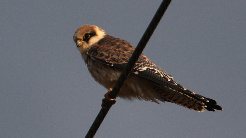 Falco vespertinus 19