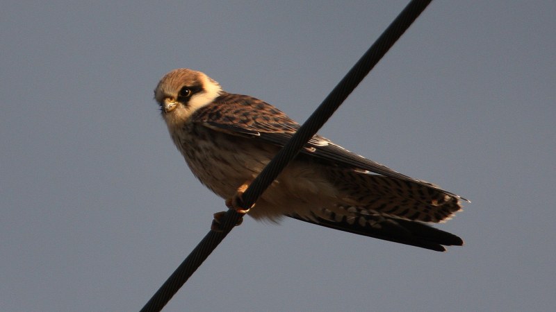 Falco vespertinus 20