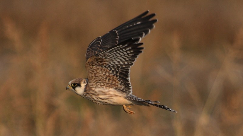 Falco vespertinus 11