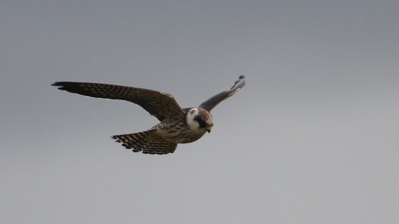 Falco vespertinus 14