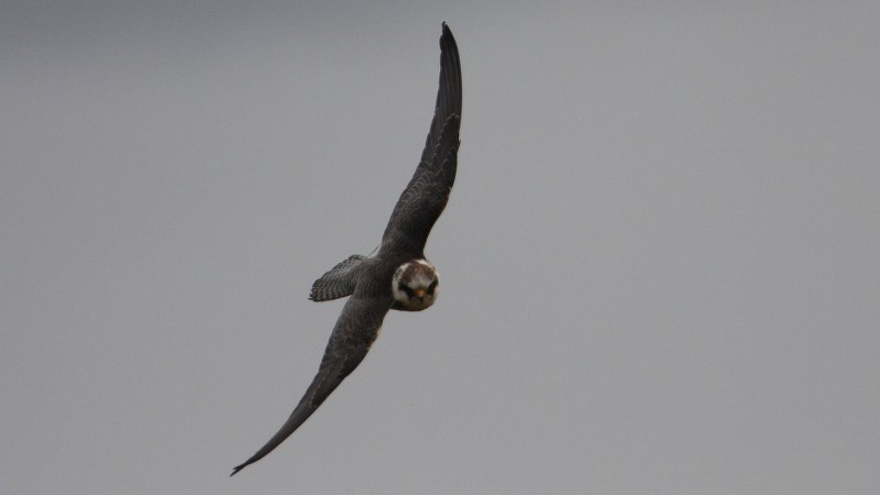 Falco vespertinus 15