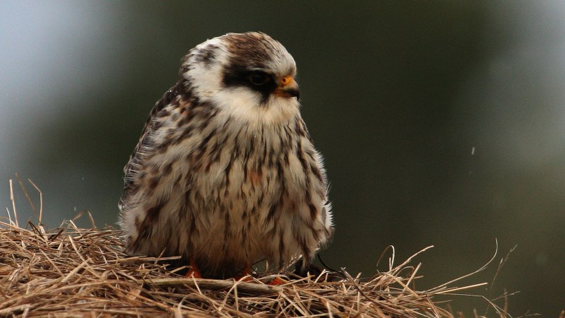 Falco vespertinus 24