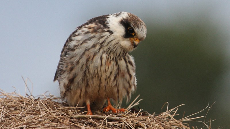 Falco vespertinus 26