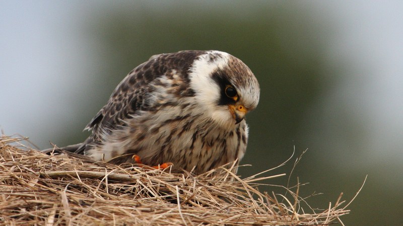 Falco vespertinus 27