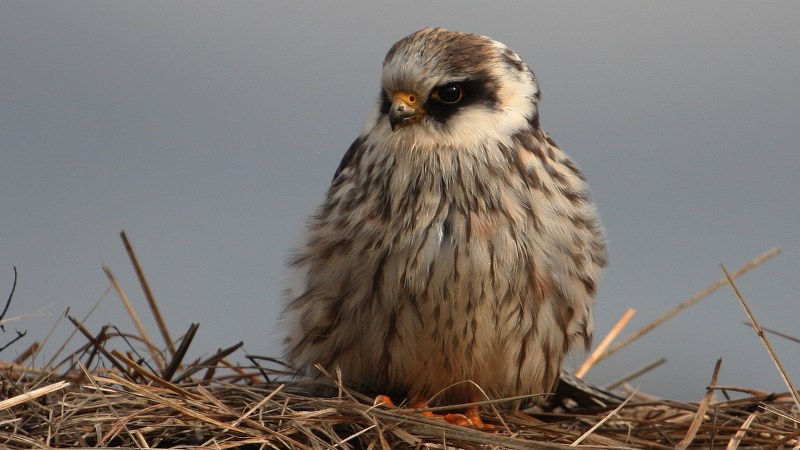 Falco vespertinus 35