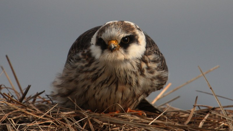 Falco vespertinus 36