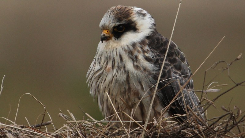 Falco vespertinus 40